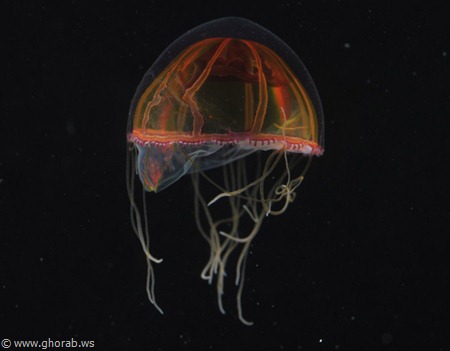 ��� ������� �� �������� ���� �� ������ ������� Deepsea Jellyfish%